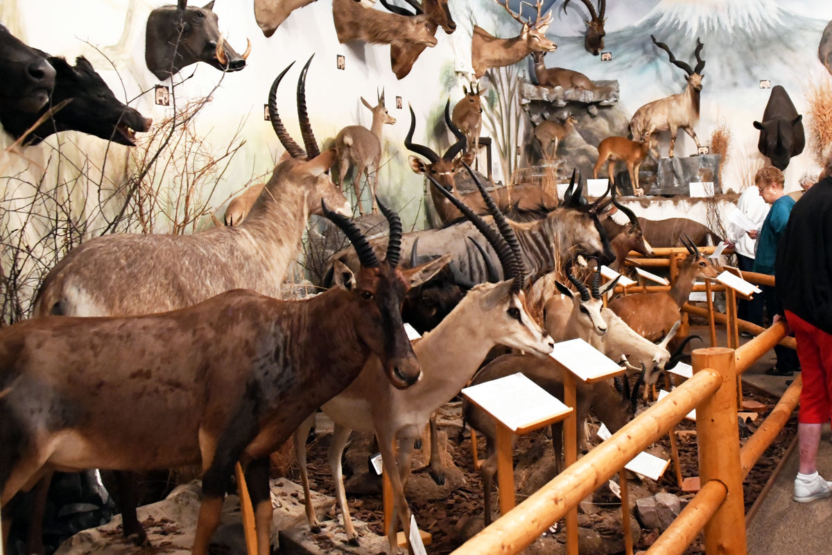 158 An avid hunter, Dr. Pierson collected trophies from all over the world.JPG